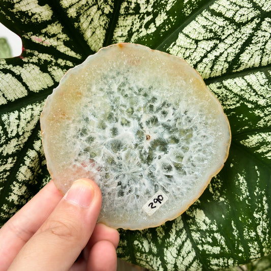 CRAZY SALE: Agate Slab | Agate Slice | Agate Coaster