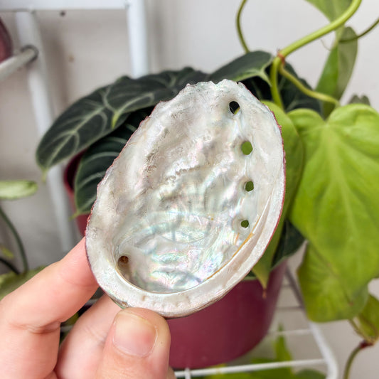 CRAZY SALE: Abalone Shell for Holding Sage & Incense Sticks
