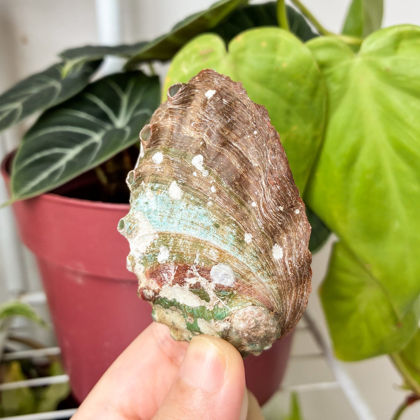 CRAZY SALE: Abalone Shell for Holding Sage & Incense Sticks