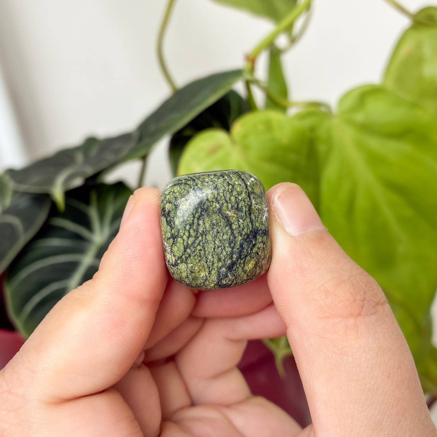 CRAZY SALE: Snakeskin Jasper