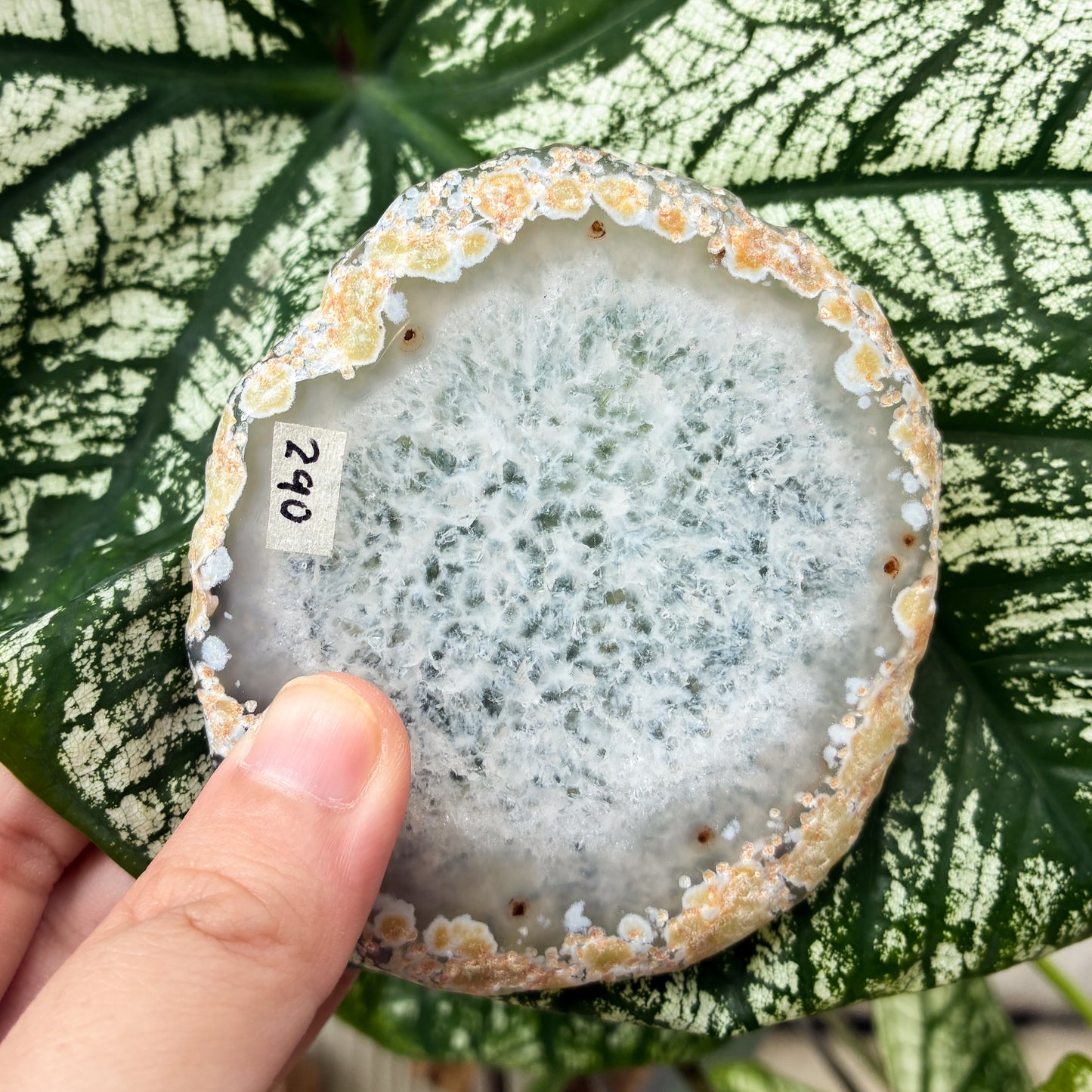 CRAZY SALE: Agate Slab | Agate Slice | Agate Coaster