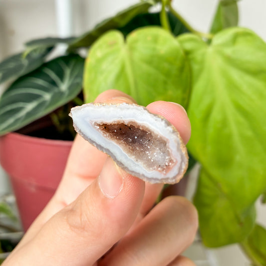 CRAZY SALE: Mini Agate Geode [Random] (1.8-2.8in)