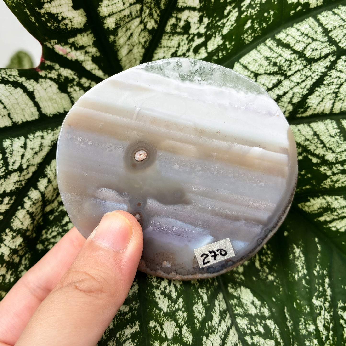 CRAZY SALE: Agate Slab | Agate Slice | Agate Coaster