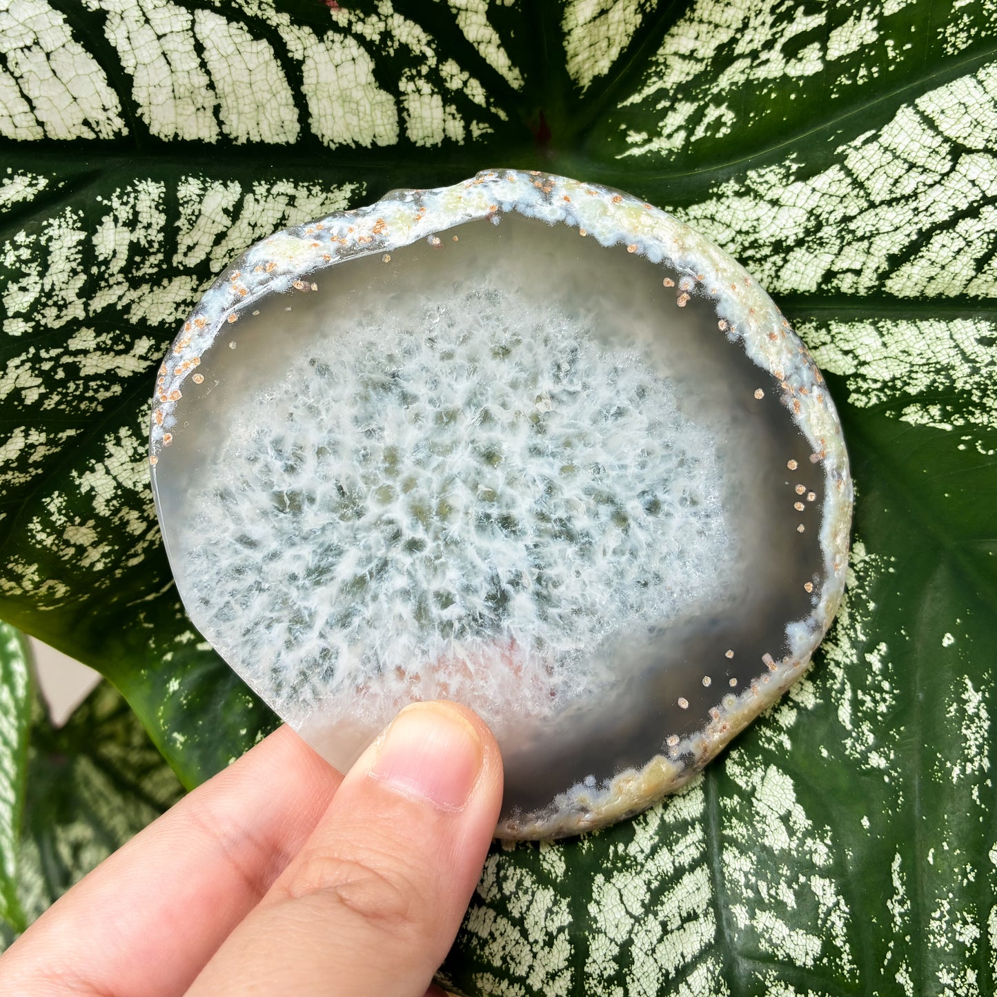 CRAZY SALE: Agate Slab | Agate Slice | Agate Coaster