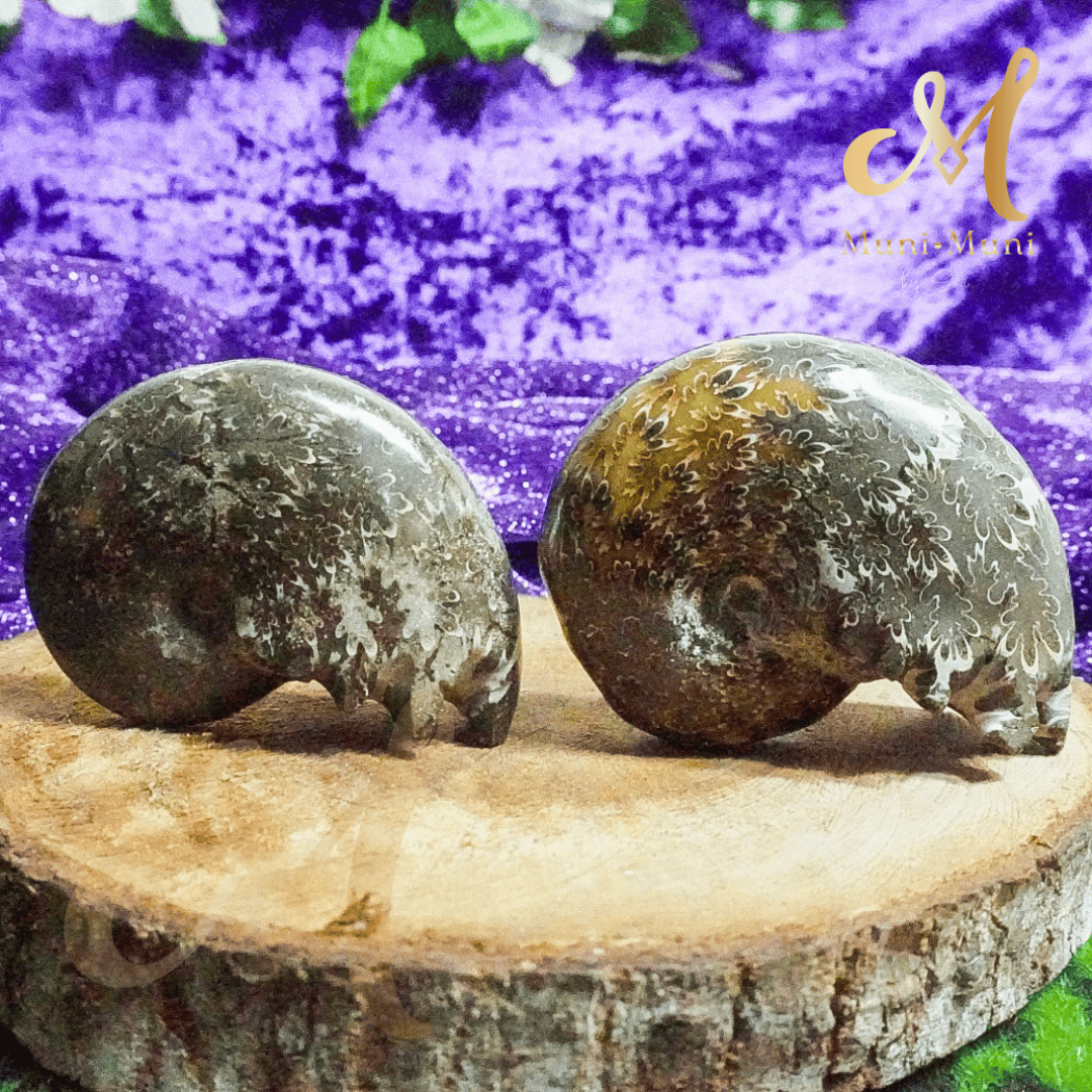 Ammonite Natural Fossil