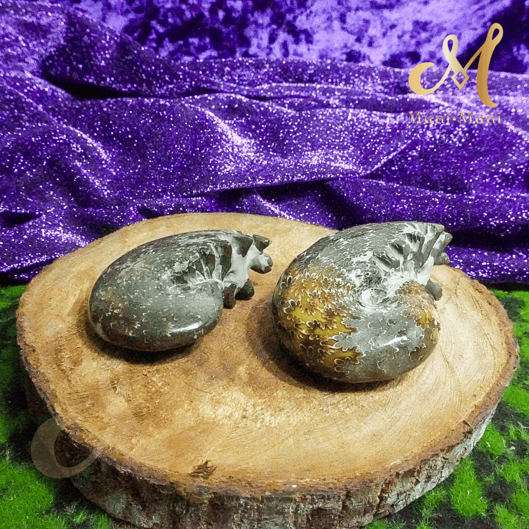 Ammonite Natural Fossil