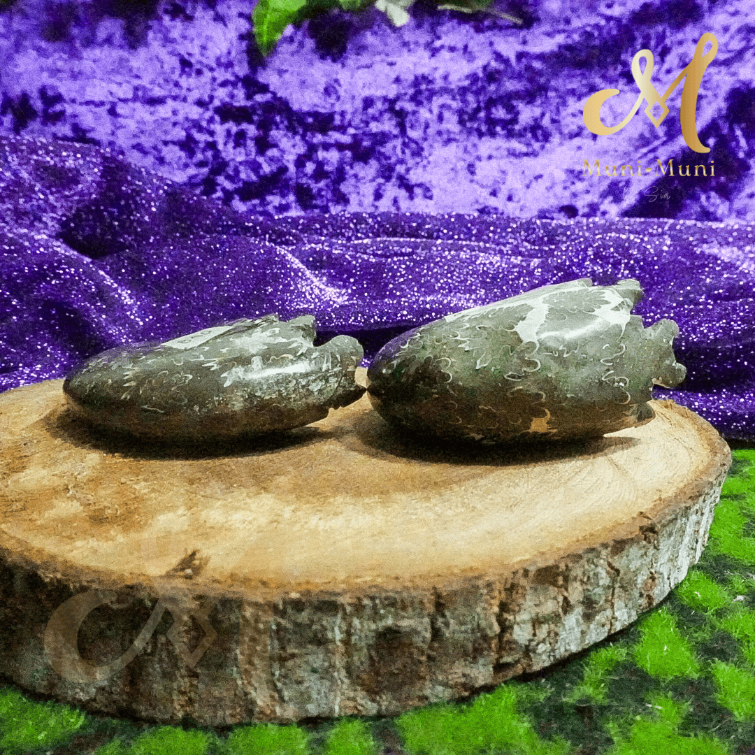 Ammonite Natural Fossil