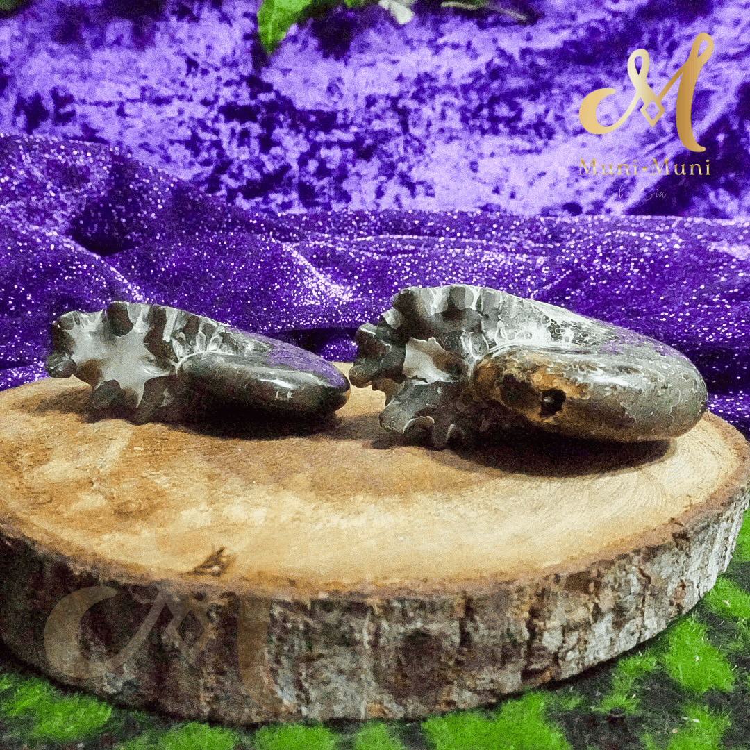 Ammonite Natural Fossil